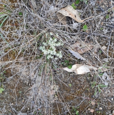 Poranthera microphylla (Small Poranthera) at Tuggeranong, ACT - 14 Oct 2023 by LPadg