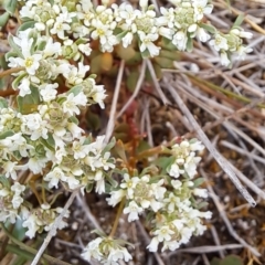 Poranthera microphylla at Tuggeranong, ACT - 15 Oct 2023