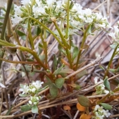 Poranthera microphylla at Tuggeranong, ACT - 15 Oct 2023 10:33 AM