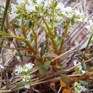 Poranthera microphylla at Tuggeranong, ACT - 15 Oct 2023