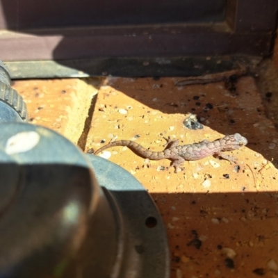 Christinus marmoratus (Southern Marbled Gecko) at Florey, ACT - 15 Oct 2023 by Bruce