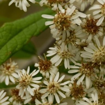 Olearia lirata (Snowy Daisybush) at The Pinnacle - 15 Oct 2023 by Thurstan