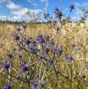 Eryngium ovinum at Jerrabomberra, ACT - 15 Jan 2021