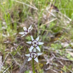 Wurmbea dioica subsp. dioica at Jerrabomberra, ACT - 21 Oct 2021 10:00 AM