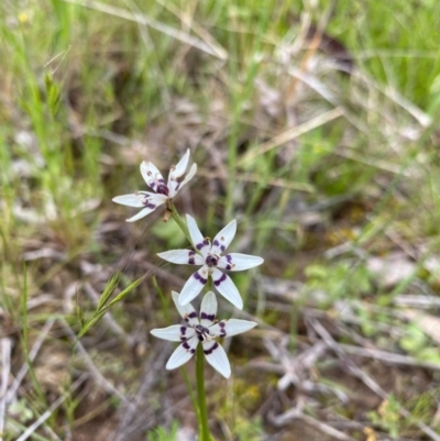 Wurmbea dioica subsp. dioica (Early Nancy) at Isaacs Ridge Offset Area - 20 Oct 2021 by KateI