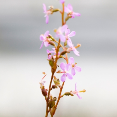 Stylidium sp. (Trigger Plant) at Brunswick Heads, NSW - 15 Oct 2023 by Nola