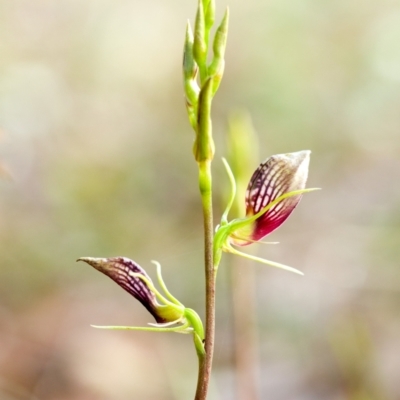 Cryptostylis erecta (Bonnet Orchid) at Brunswick Heads, NSW - 15 Oct 2023 by Nola