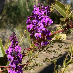 Hardenbergia violacea at Paddys River, ACT - 9 Aug 2023 12:17 PM