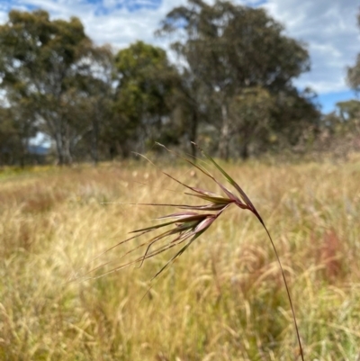 Themeda triandra (Kangaroo Grass) at Jerrabomberra, ACT - 14 Dec 2021 by KateI