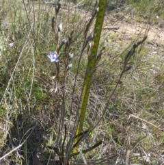 Thelymitra peniculata (Blue Star Sun-orchid) at Sutton, NSW - 10 Oct 2023 by mlech