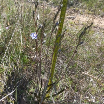 Thelymitra peniculata (Blue Star Sun-orchid) at Sutton, NSW - 10 Oct 2023 by mlech