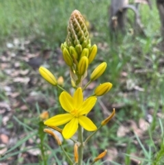 Bulbine bulbosa (Golden Lily, Bulbine Lily) at Jerrabomberra, ACT - 21 Oct 2021 by KateI