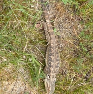 Pogona barbata at Campbell, ACT - 15 Oct 2023