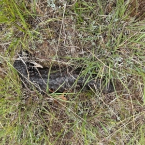 Tiliqua rugosa at Campbell, ACT - 15 Oct 2023