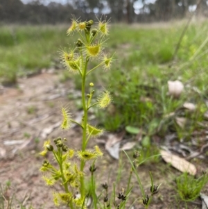 Drosera gunniana at Jerrabomberra, ACT - 21 Oct 2021