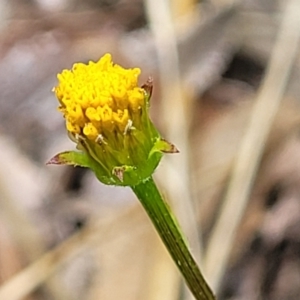 Bidens pilosa at Holt, ACT - 15 Oct 2023 11:32 AM