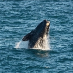 Eubalaena australis (Southern Right Whale) at Boyatup, WA - 19 Sep 2018 by michaelb