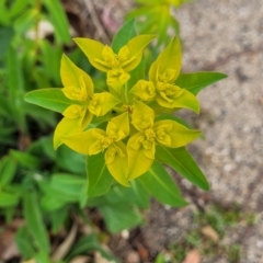 Euphorbia oblongata (Egg-leaf Spurge) at Holt, ACT - 15 Oct 2023 by trevorpreston