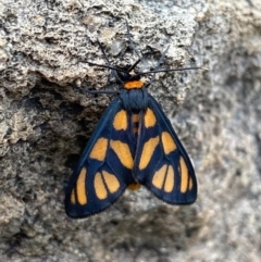 Amata (genus) (Handmaiden Moth) at Tuggeranong, ACT - 13 Nov 2020 by KateI