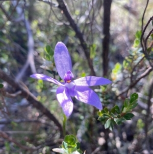 Glossodia major at Paddys River, ACT - suppressed