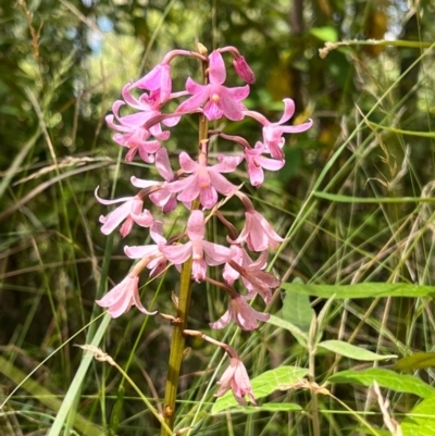 Dipodium roseum (Rosy Hyacinth Orchid) at Paddys River, ACT - 15 Feb 2023 by KateI