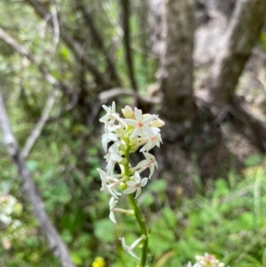 Stackhousia monogyna at Paddys River, ACT - 23 Nov 2022 01:52 PM