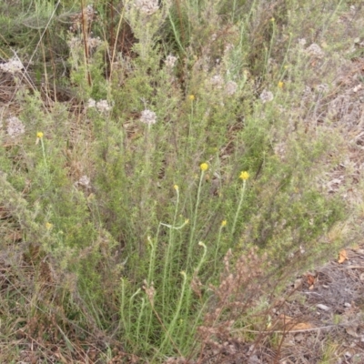 Chrysocephalum semipapposum (Clustered Everlasting) at Deakin, ACT - 15 Oct 2023 by MichaelMulvaney