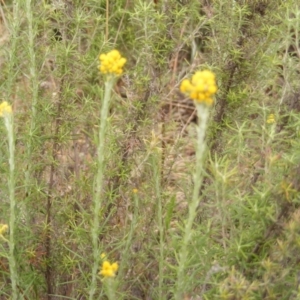 Chrysocephalum semipapposum at Deakin, ACT - 15 Oct 2023