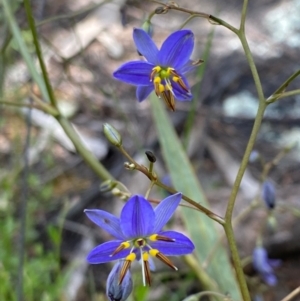 Dianella revoluta var. revoluta at Paddys River, ACT - 23 Nov 2022