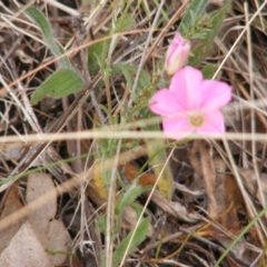 Convolvulus angustissimus (Pink Bindweed) at Deakin, ACT - 15 Oct 2023 by MichaelMulvaney