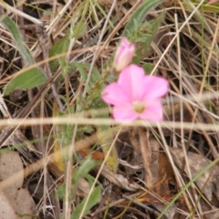 Convolvulus angustissimus at Deakin, ACT - 15 Oct 2023