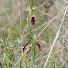 Calochilus platychilus (Purple Beard Orchid) at Belconnen, ACT - 15 Oct 2023 by Rheardy