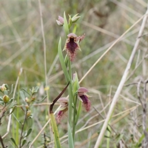 Calochilus platychilus at Belconnen, ACT - 15 Oct 2023