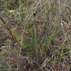 Calochilus platychilus at Belconnen, ACT - suppressed