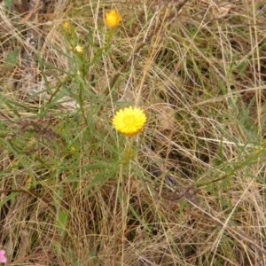 Xerochrysum viscosum at Deakin, ACT - 15 Oct 2023