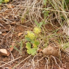 Hydrocotyle laxiflora (Stinking Pennywort) at Deakin, ACT - 15 Oct 2023 by MichaelMulvaney