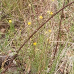 Calotis lappulacea (Yellow Burr Daisy) at Deakin, ACT - 15 Oct 2023 by MichaelMulvaney