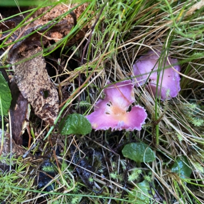 Hygrocybe sp. (Hygrocybe) at Tidbinbilla Nature Reserve - 20 May 2023 by KateI