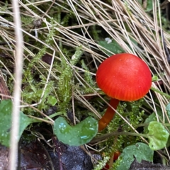 zz agaric (stem; gill colour unknown) at Paddys River, ACT - 20 May 2023 by KateI