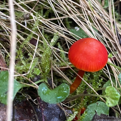 zz agaric (stem; gill colour unknown) at Paddys River, ACT - 20 May 2023 by KateI