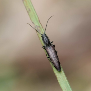 Paracrepidomenus filiformis at Farringdon, NSW - 13 Oct 2023 12:07 PM