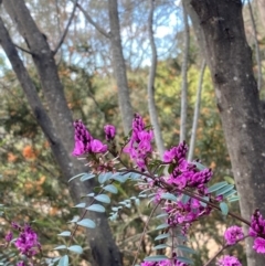 Indigofera australis subsp. australis (Australian Indigo) at Paddys River, ACT - 17 Oct 2022 by KateI