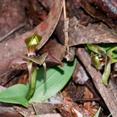 Chiloglottis sp. aff. jeanesii (Kybeyan Bird Orchid) at suppressed - 12 Oct 2022 by DPRees125