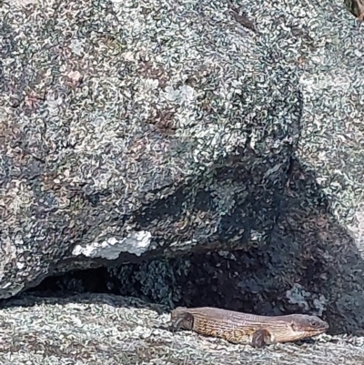 Unidentified Skink at Woomargama, NSW - 22 Sep 2023 by RobCook