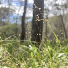 Hierochloe rariflora at Wyanbene, NSW - 15 Oct 2023 10:47 AM