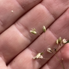 Hierochloe rariflora at Wyanbene, NSW - 15 Oct 2023 10:47 AM