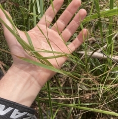 Hierochloe rariflora at Wyanbene, NSW - 15 Oct 2023 10:47 AM