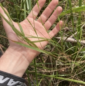 Hierochloe rariflora at Wyanbene, NSW - 15 Oct 2023 10:47 AM