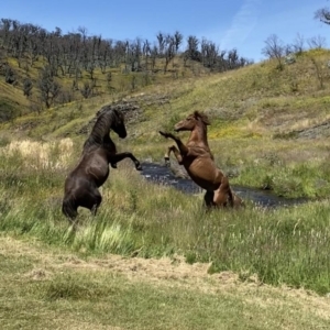 Equus caballus at Yarrangobilly, NSW - 13 Dec 2020