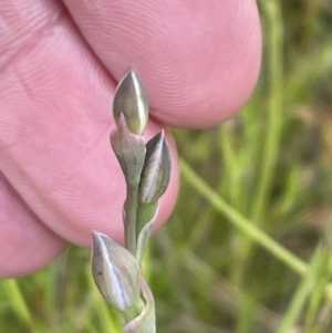 Thelymitra sp. at Wallaroo, NSW - 15 Oct 2023